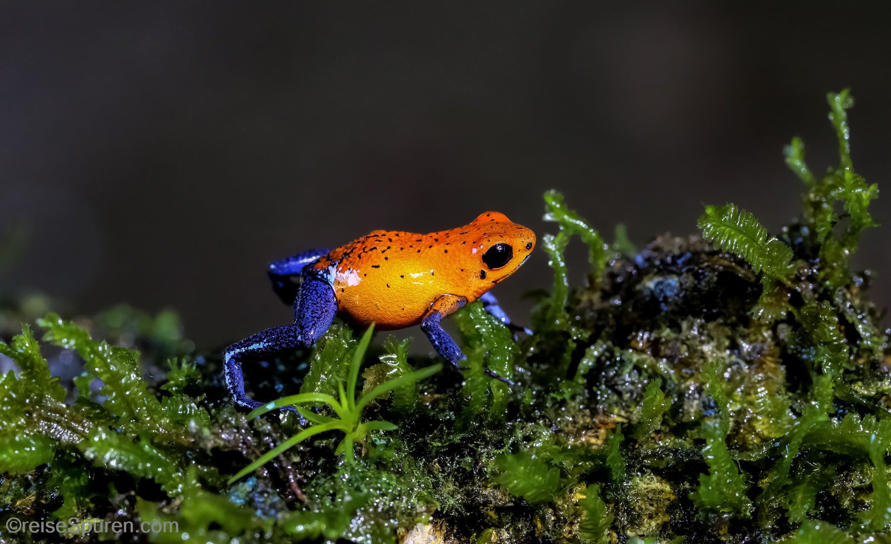Costa Rica