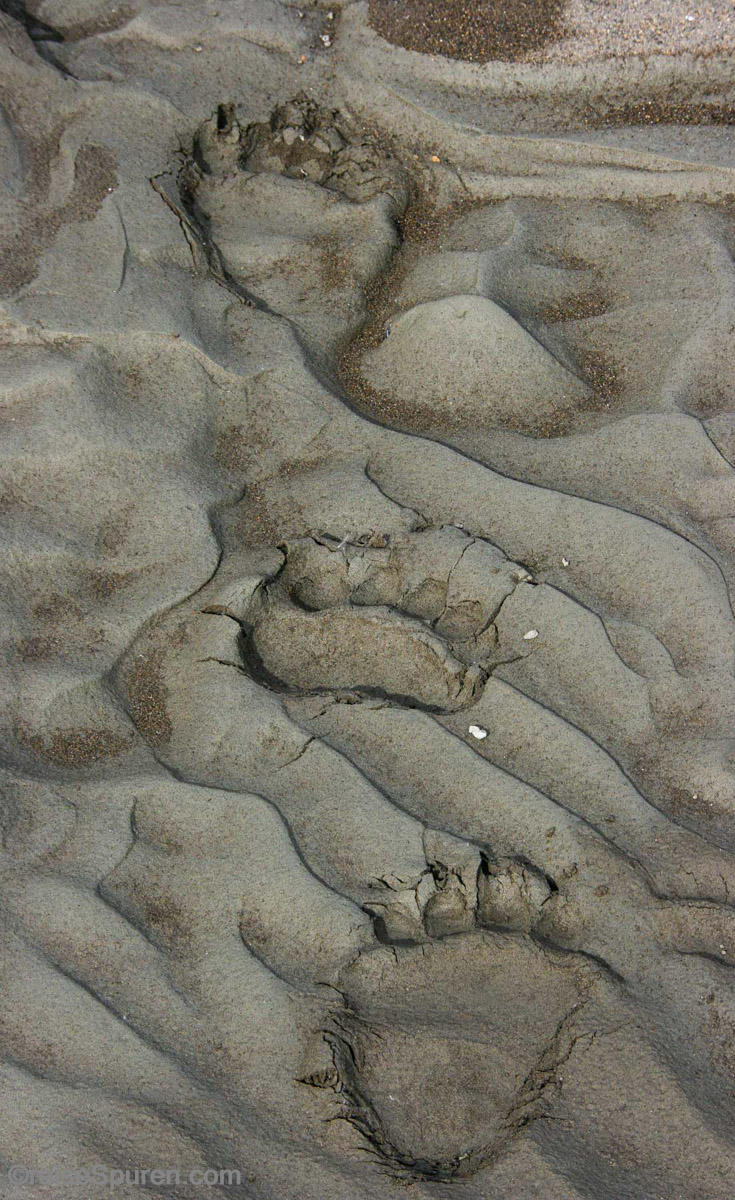 Frische Bärenspuren