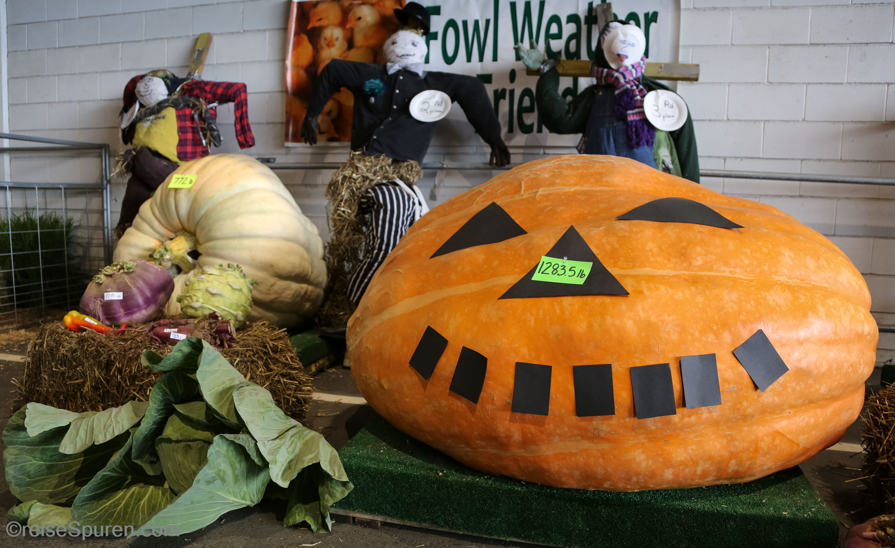 Gemüsezucht-Wettbewerb