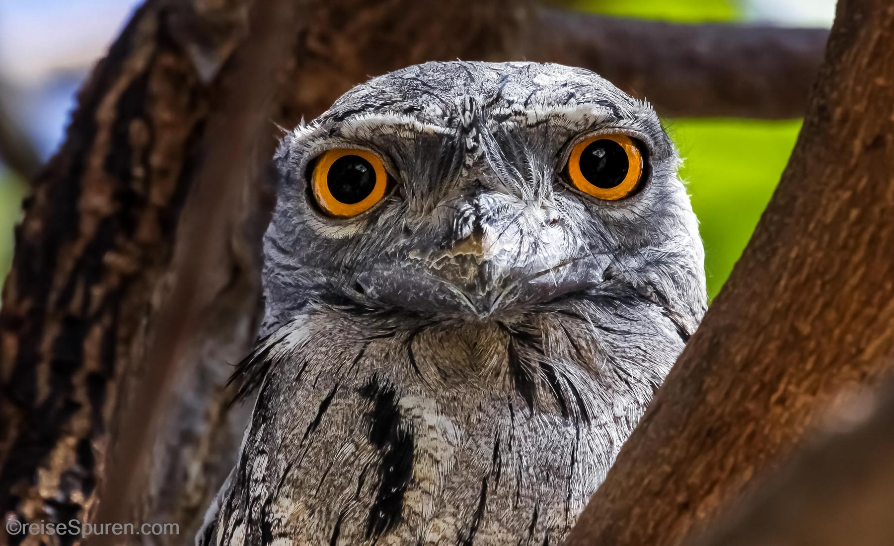 Tawny Frogmouth