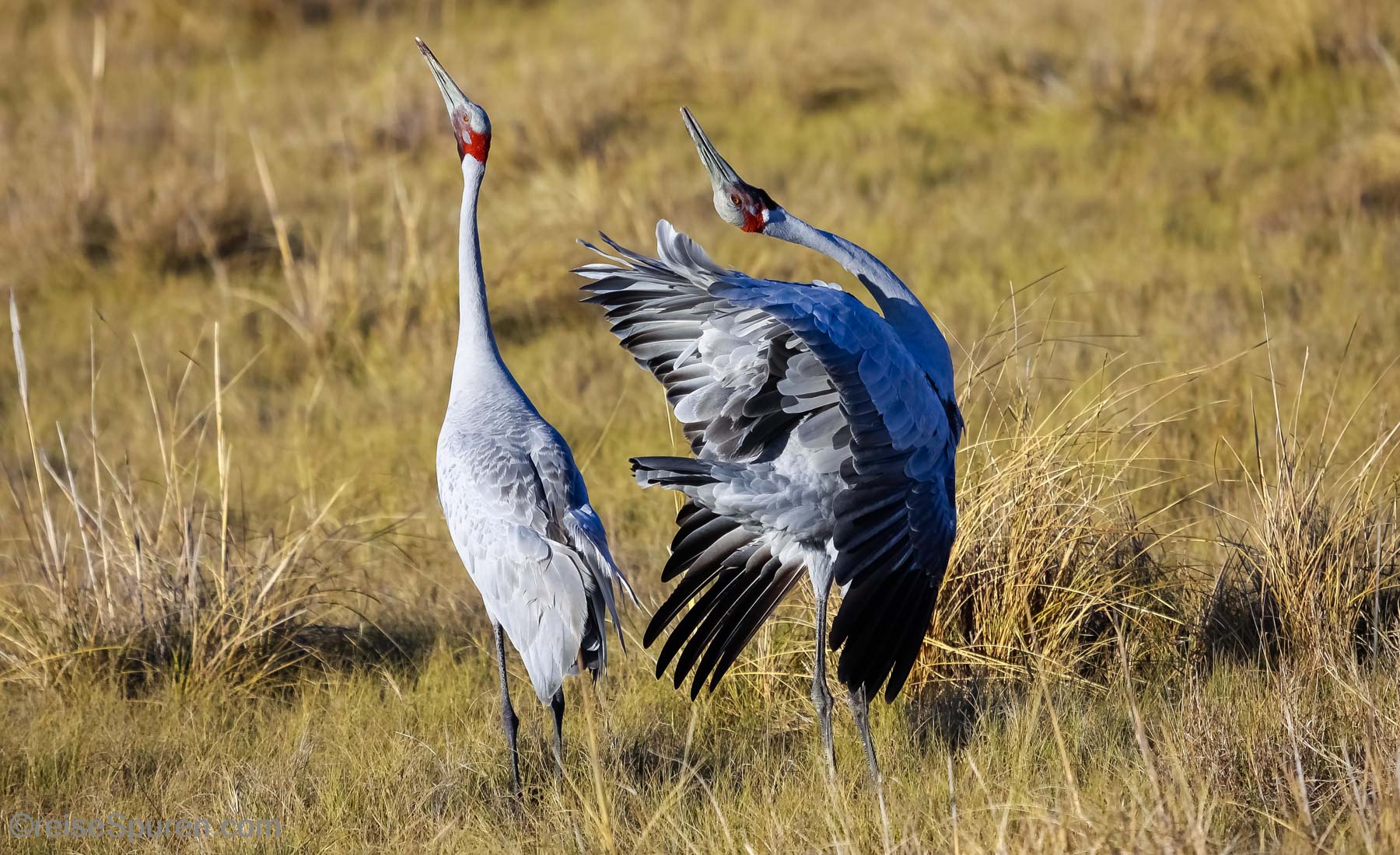 Brolgakranich bei der Brautwerbung