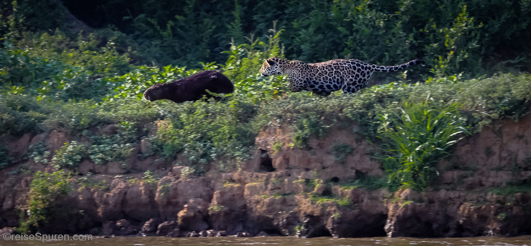 Jaguar vs. Wasserschwein