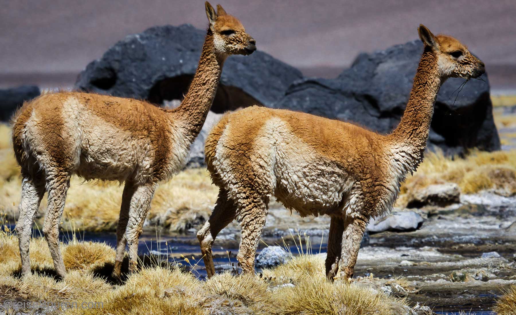 Vicuna