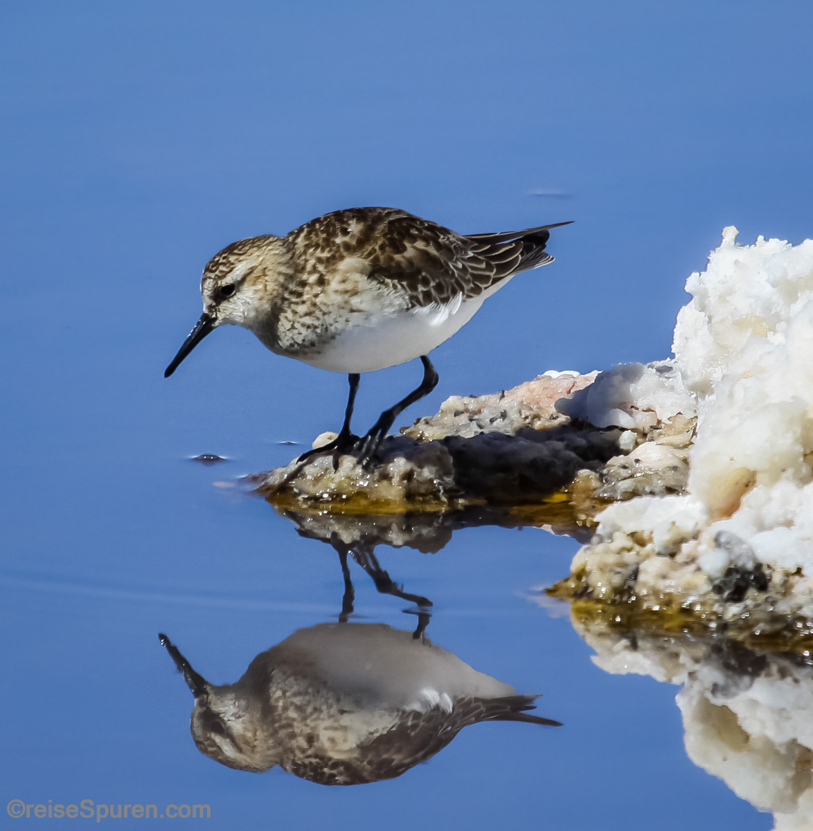 Bairdstrandläufer
