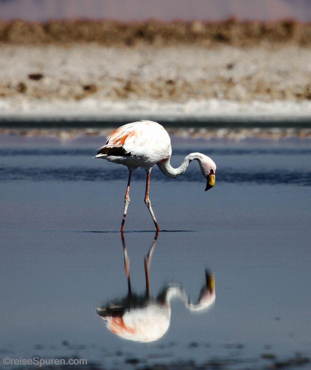 Andenflamingo