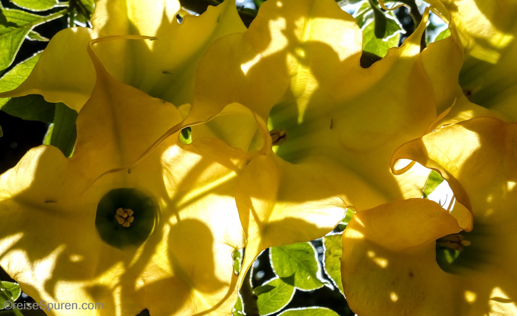 Blüten