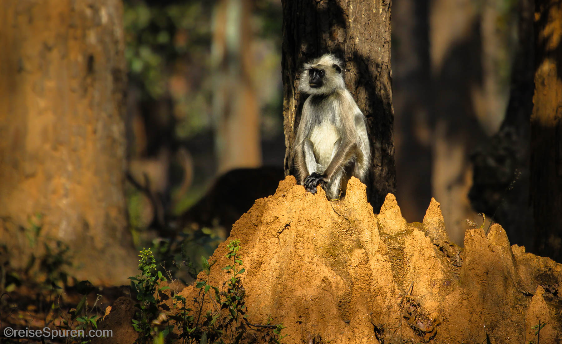 Hanuman-Langur