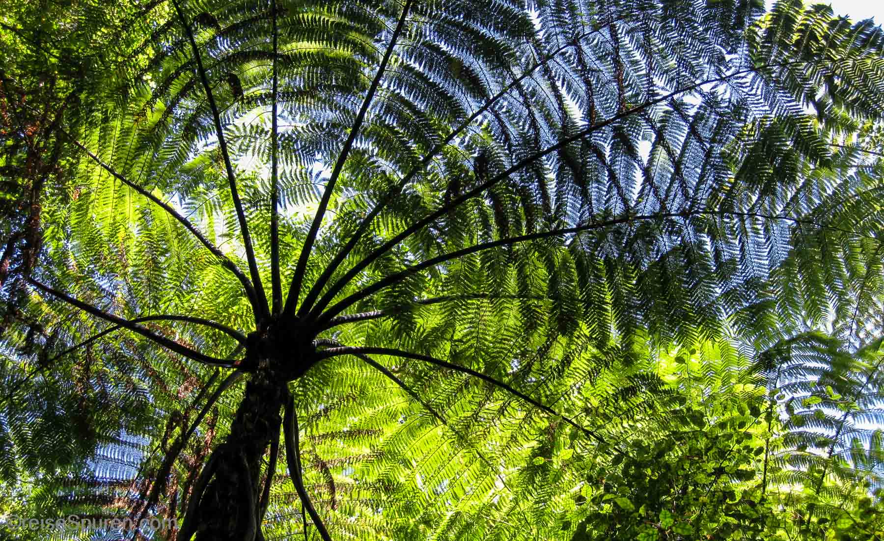 Farnbäume im Abel Tasman NP