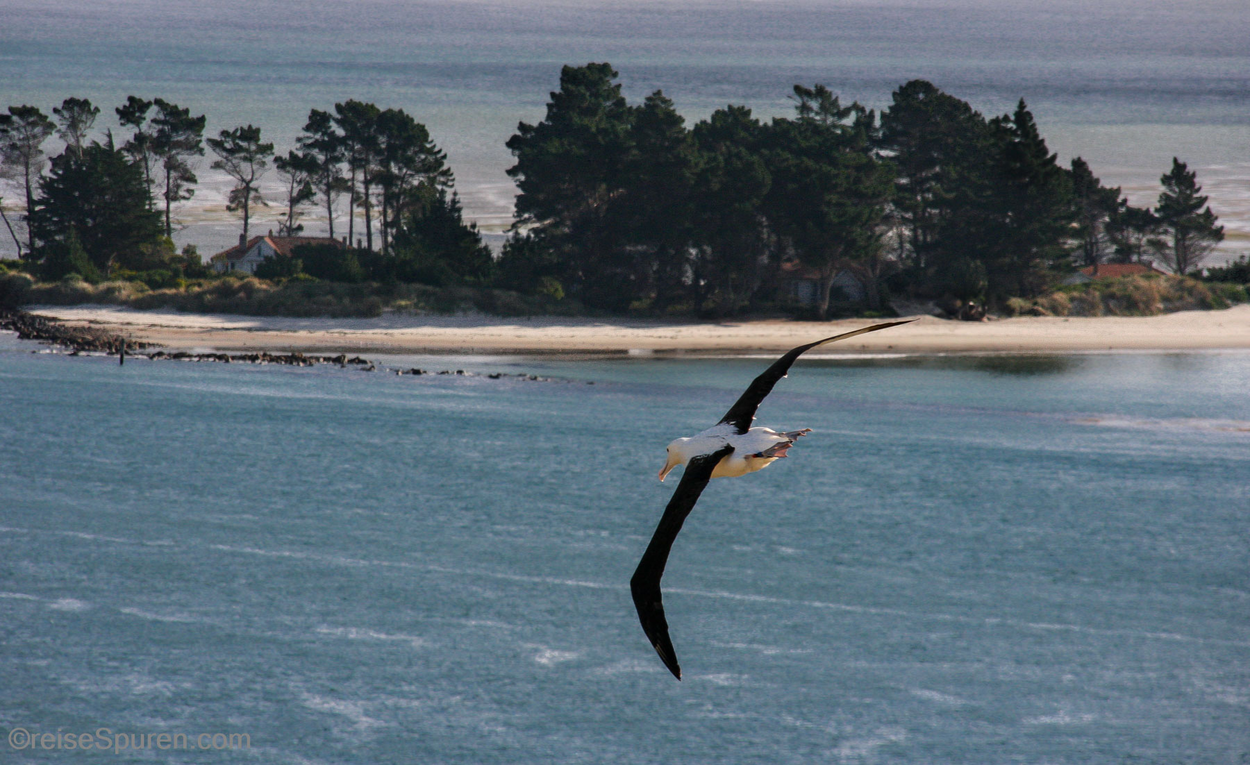 Königsalbatros - Royal Albatross Center