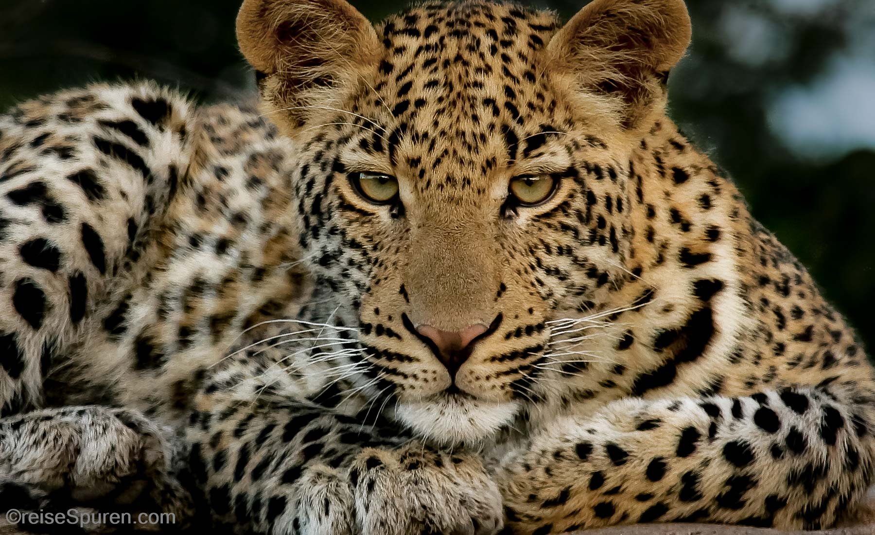 Leopard
