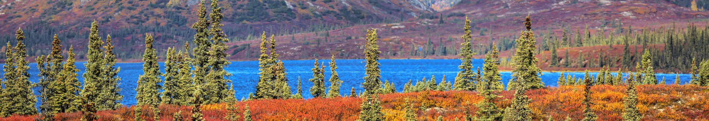 Wonderlake im Denali NP