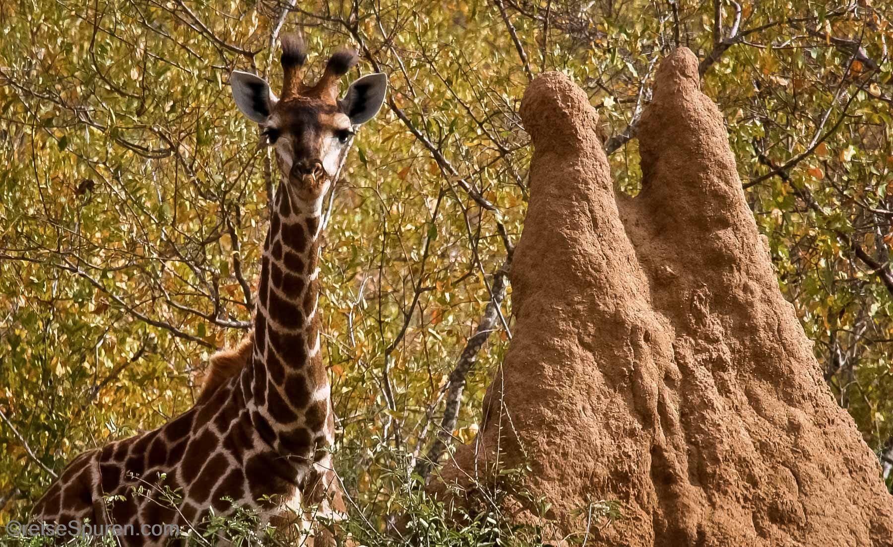 Modell für einen Termitenhügel